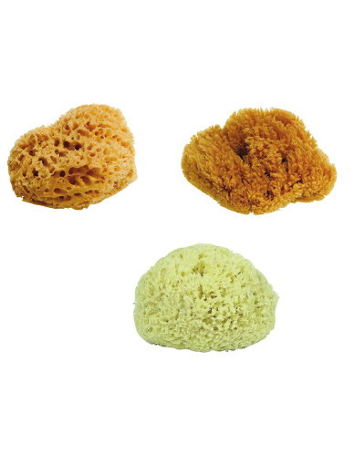 Natural sponge